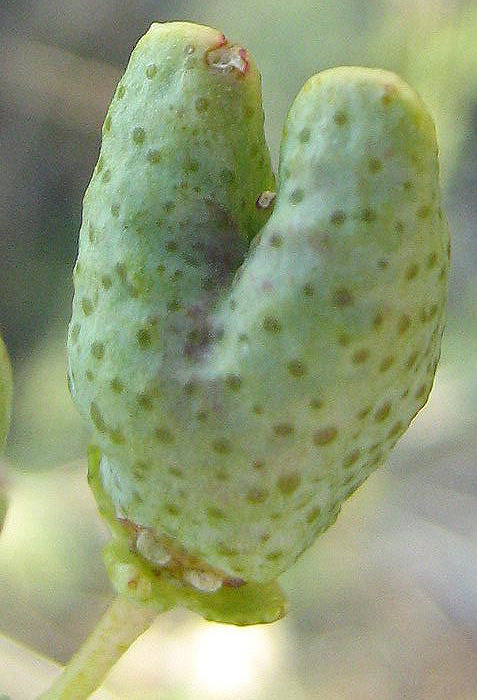 Thamnosma rhodesica Thamnosma rhodesica