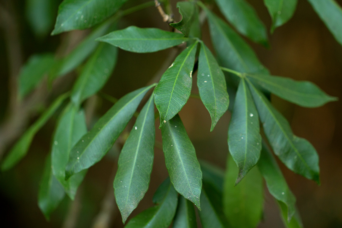 Vepris myrei Vepris myrei