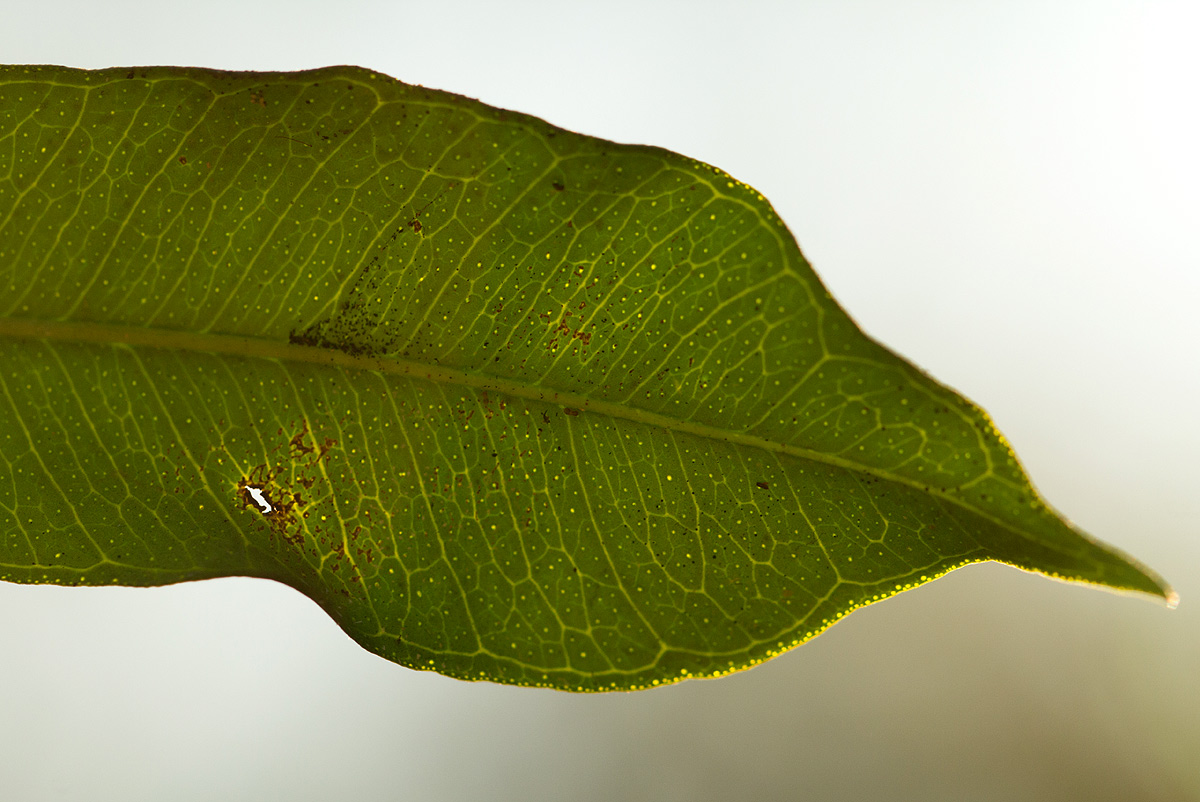 Vepris myrei Vepris myrei