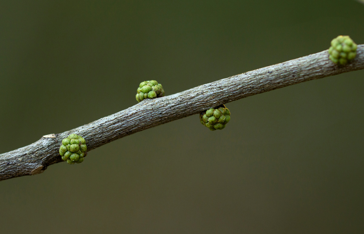 Vepris myrei Vepris myrei