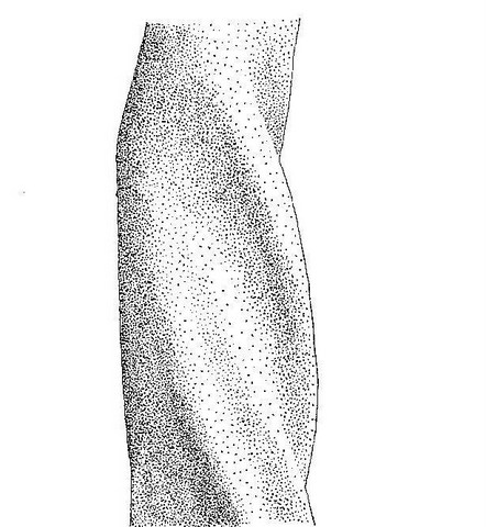 Commiphora karibensis