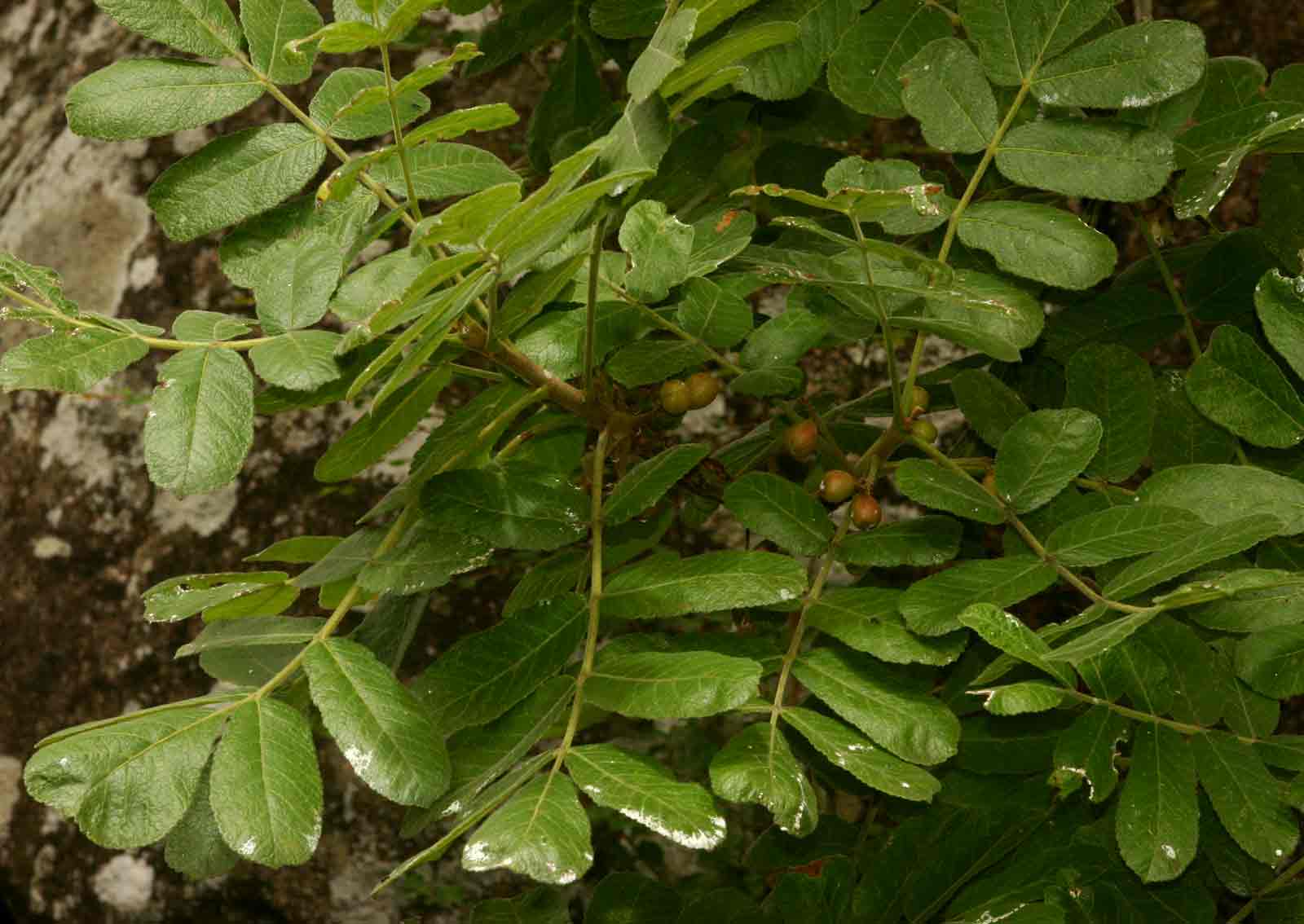 Commiphora marlothii