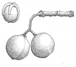 Commiphora mollis