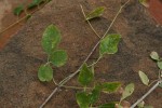Commiphora tenuipetiolata