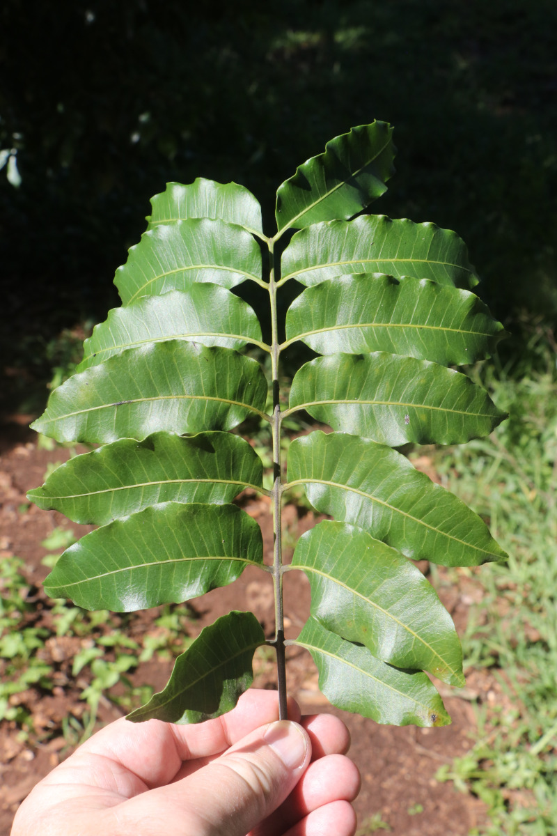 Lovoa swynnertonii