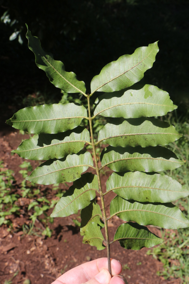 Lovoa swynnertonii Lovoa swynnertonii