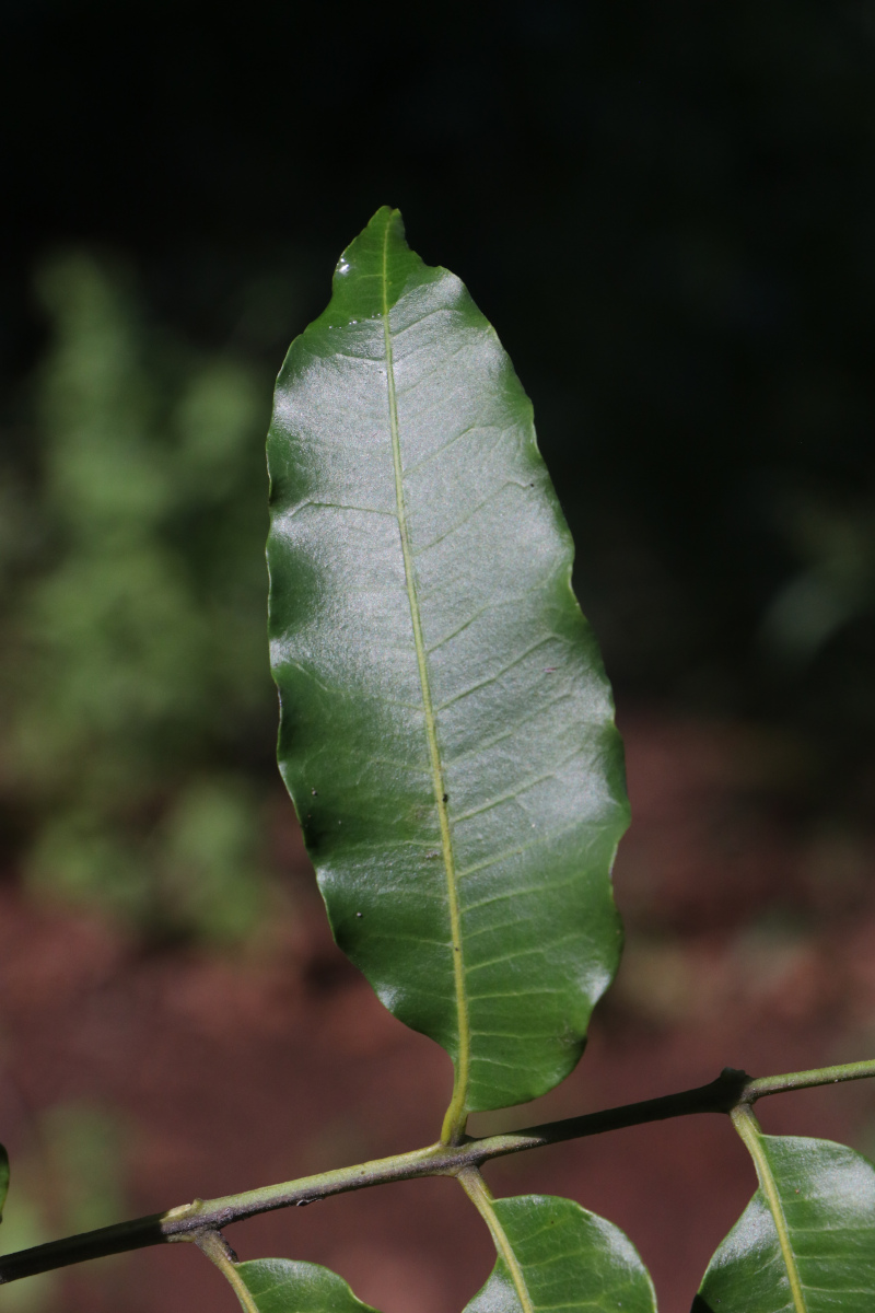 Lovoa swynnertonii Lovoa swynnertonii
