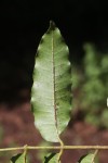 Lovoa swynnertonii