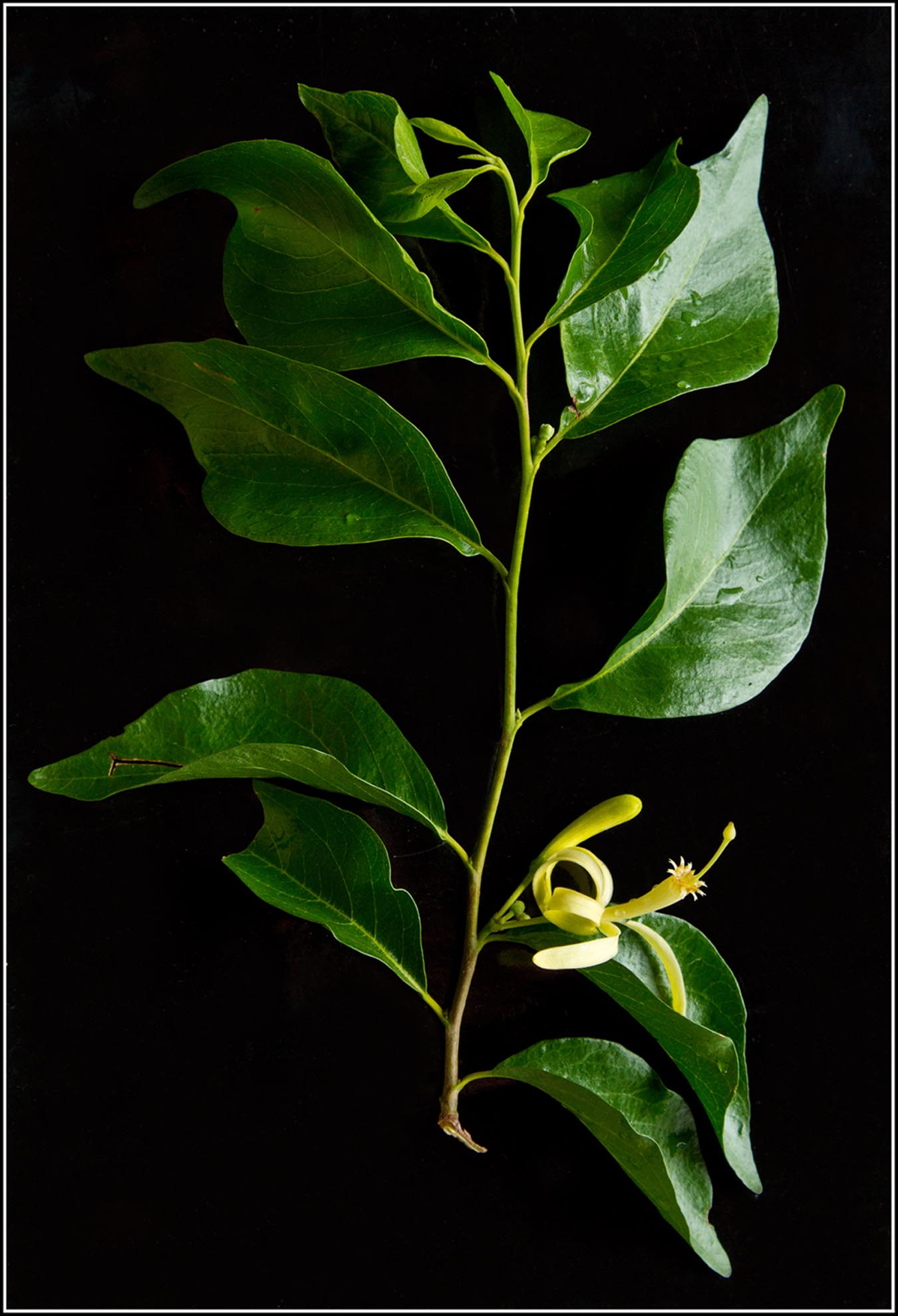 Turraea fischeri subsp. eylesii