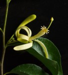Turraea fischeri subsp. eylesii