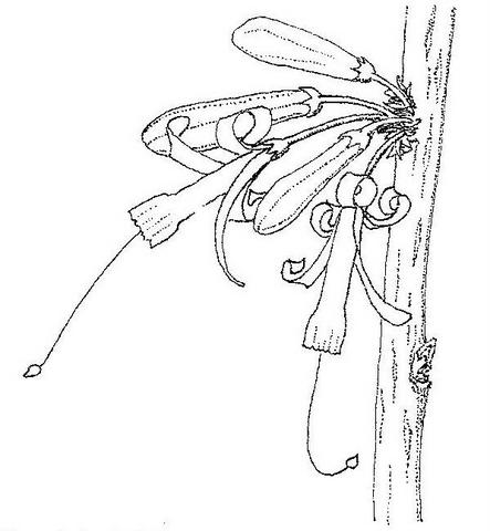 Turraea nilotica