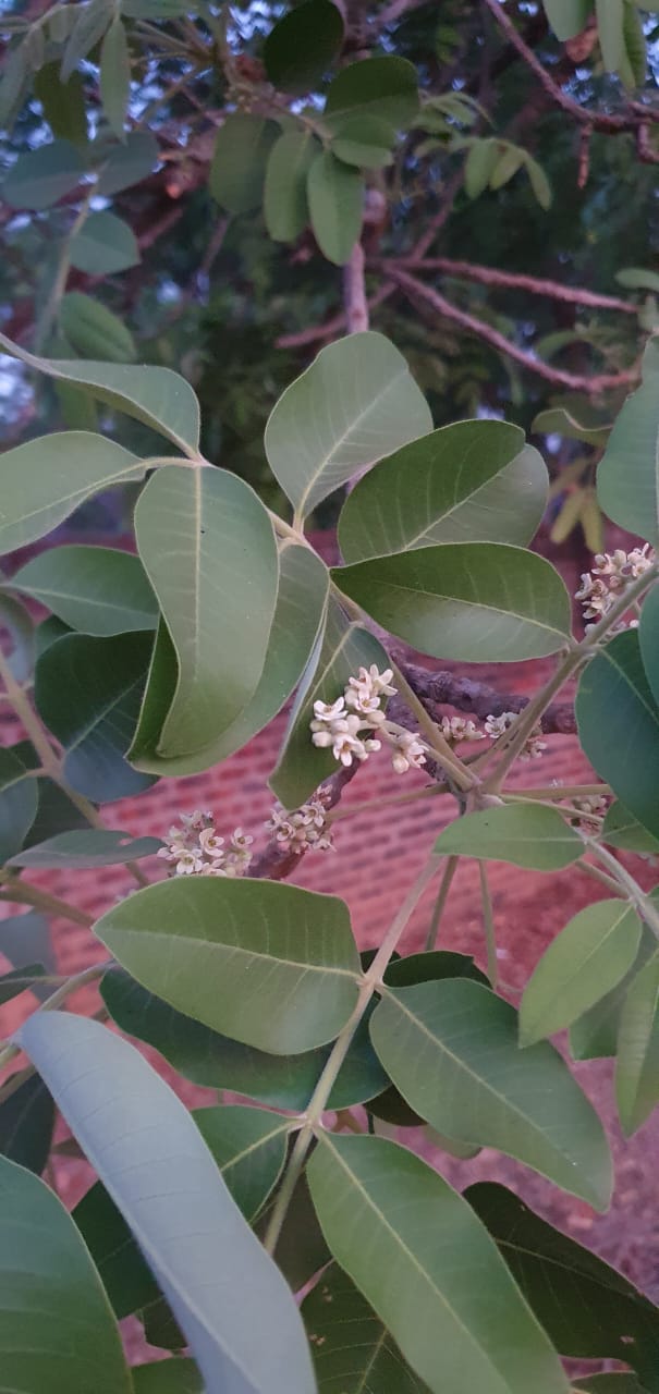 Ekebergia benguelensis Ekebergia benguelensis