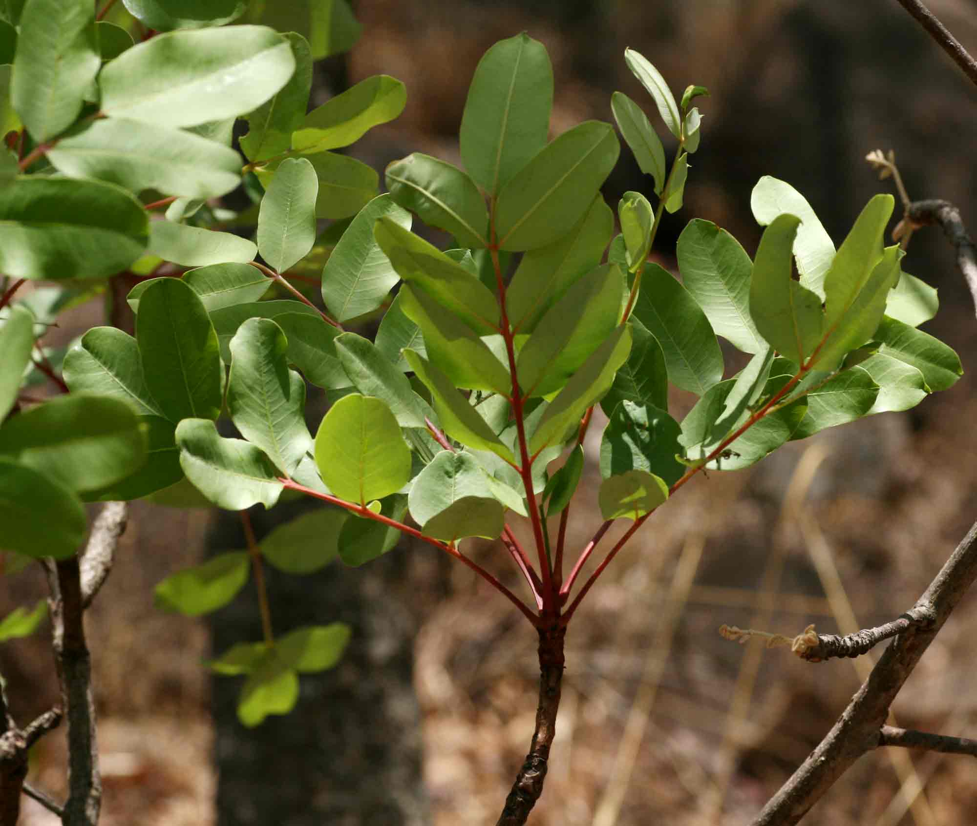 Ekebergia benguelensis Ekebergia benguelensis