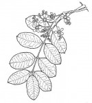 Ekebergia benguelensis