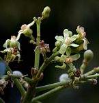 Trichilia emetica subsp. emetica