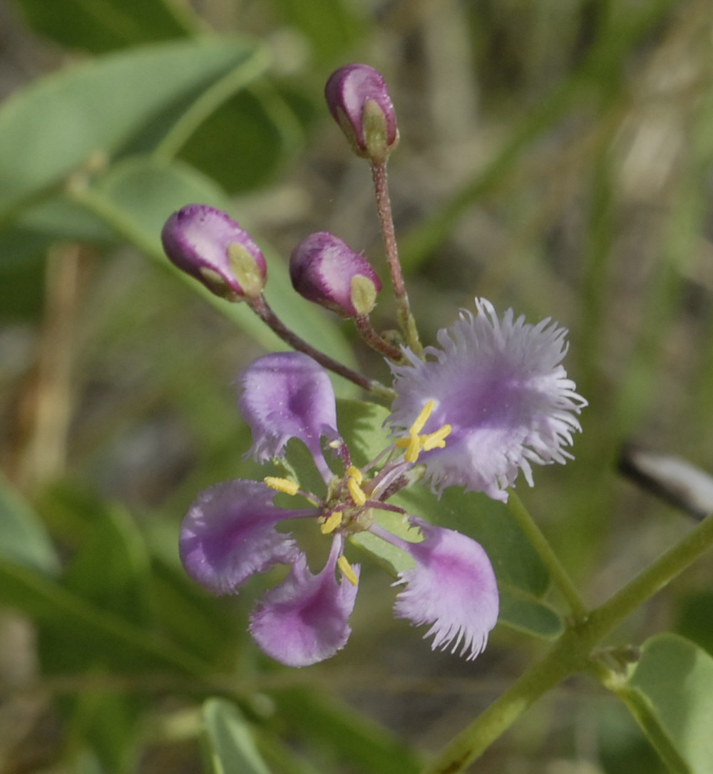 Triaspis hypericoides subsp. nelsonii