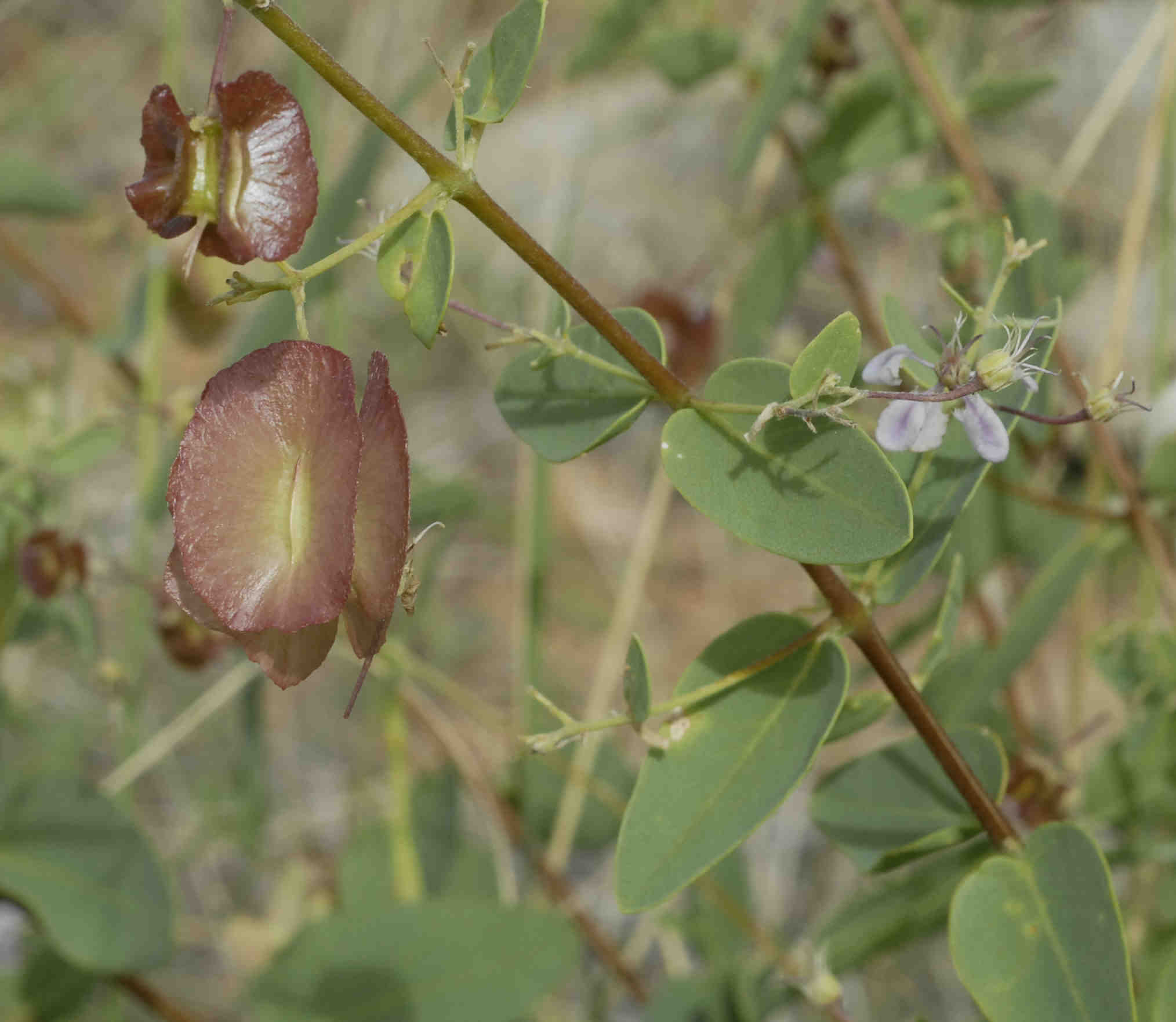 Triaspis hypericoides subsp. nelsonii