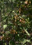 Sphedamnocarpus angolensis