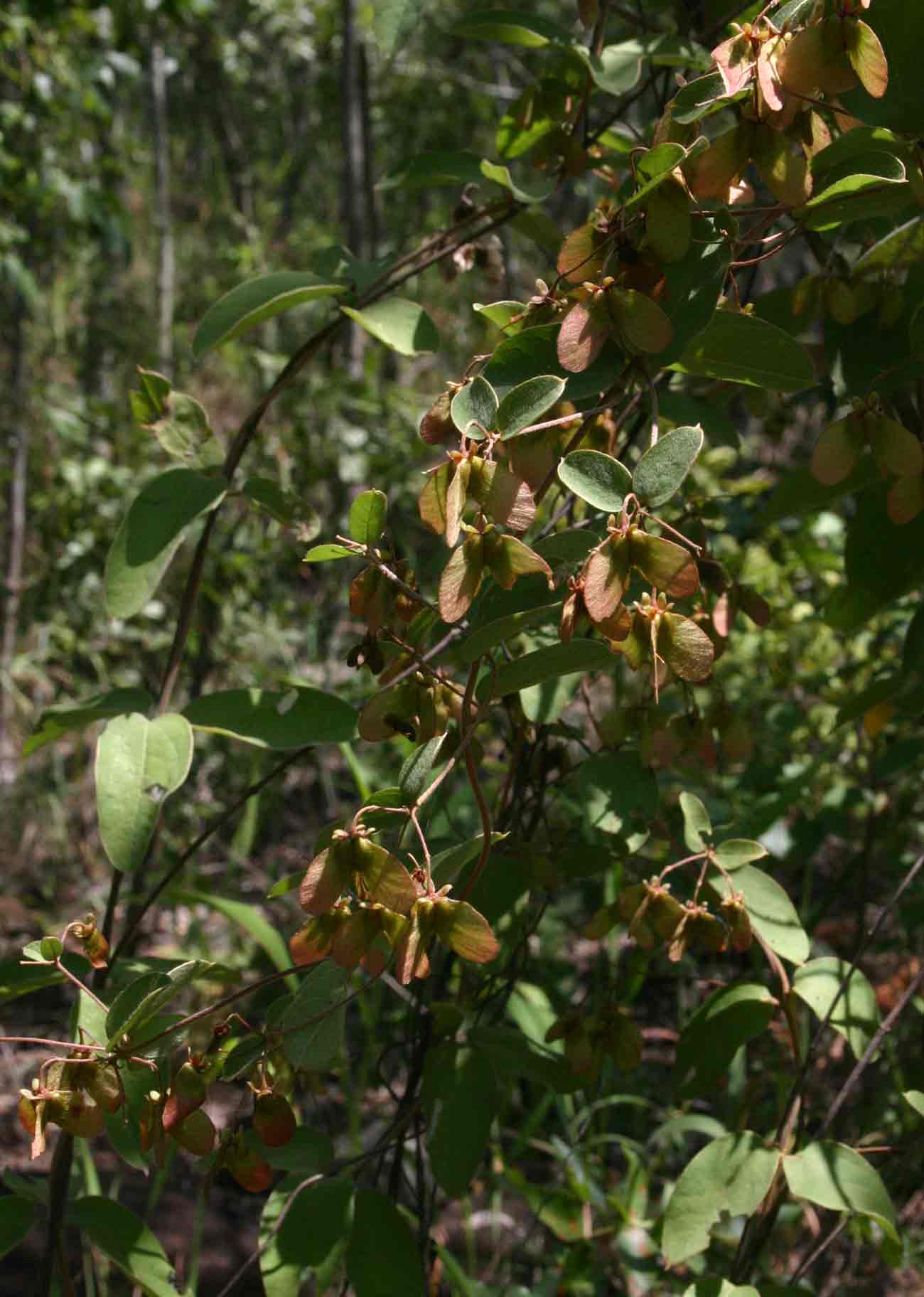 Sphedamnocarpus angolensis
