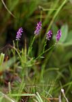 Polygala africana