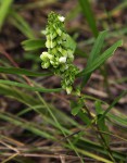 Polygala albida subsp. albida