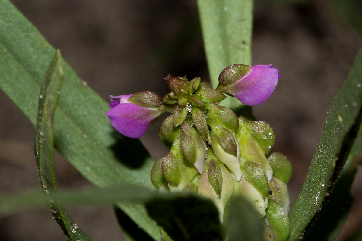 Polygala albida subsp. albida