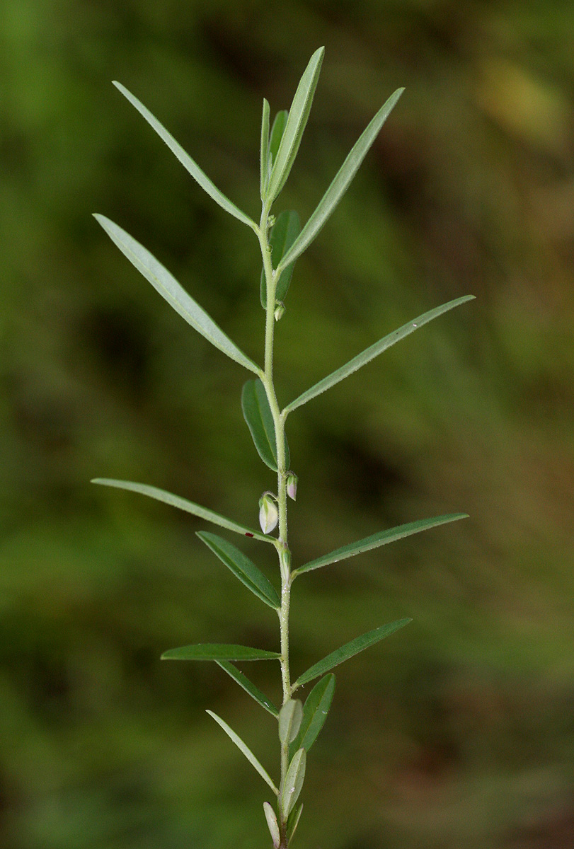 Polygala erioptera subsp. erioptera