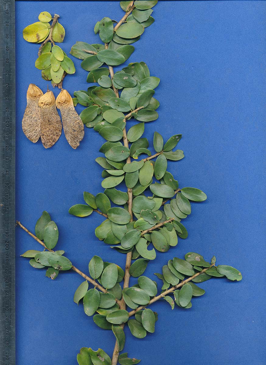 Securidaca longepedunculata Securidaca longepedunculata