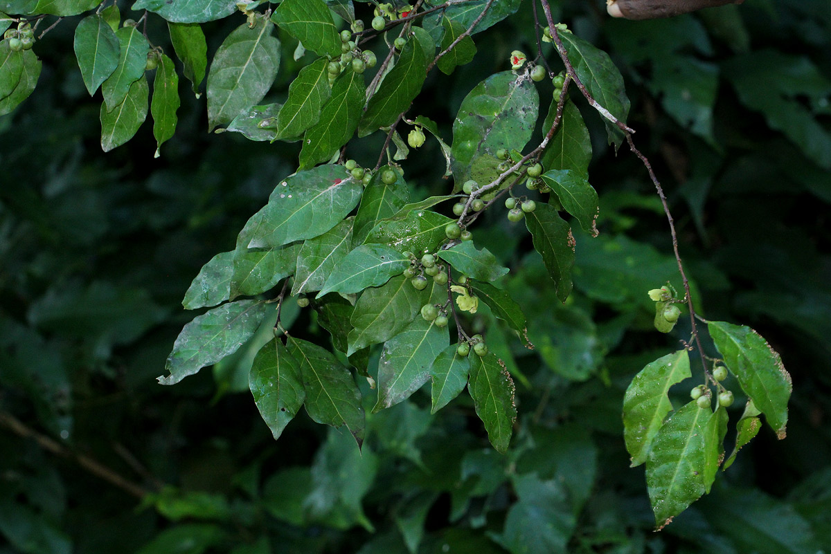 Tapura fischeri var. pubescens