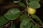 Pseudolachnostylis maprouneifolia var. maprouneifolia