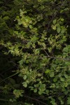 Flueggea virosa subsp. virosa
