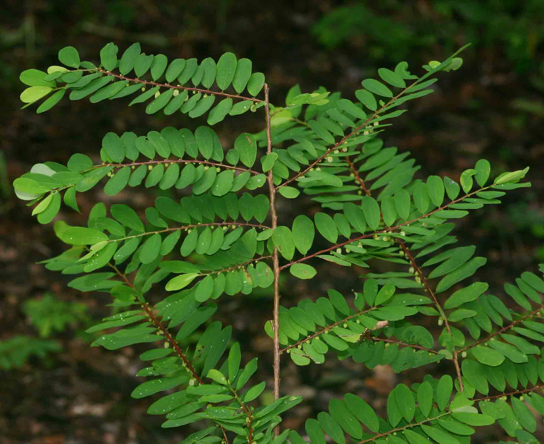 Phyllanthus beillei