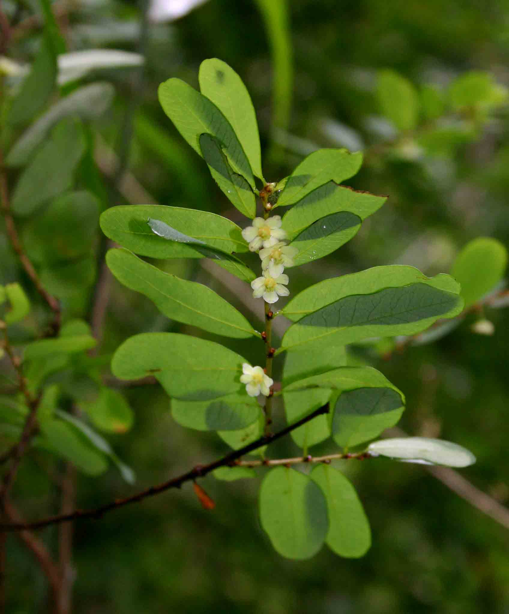 Phyllanthus beillei