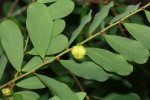 Phyllanthus beillei