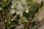 Phyllanthus bernierianus var. glaber