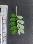 Phyllanthus leucanthus