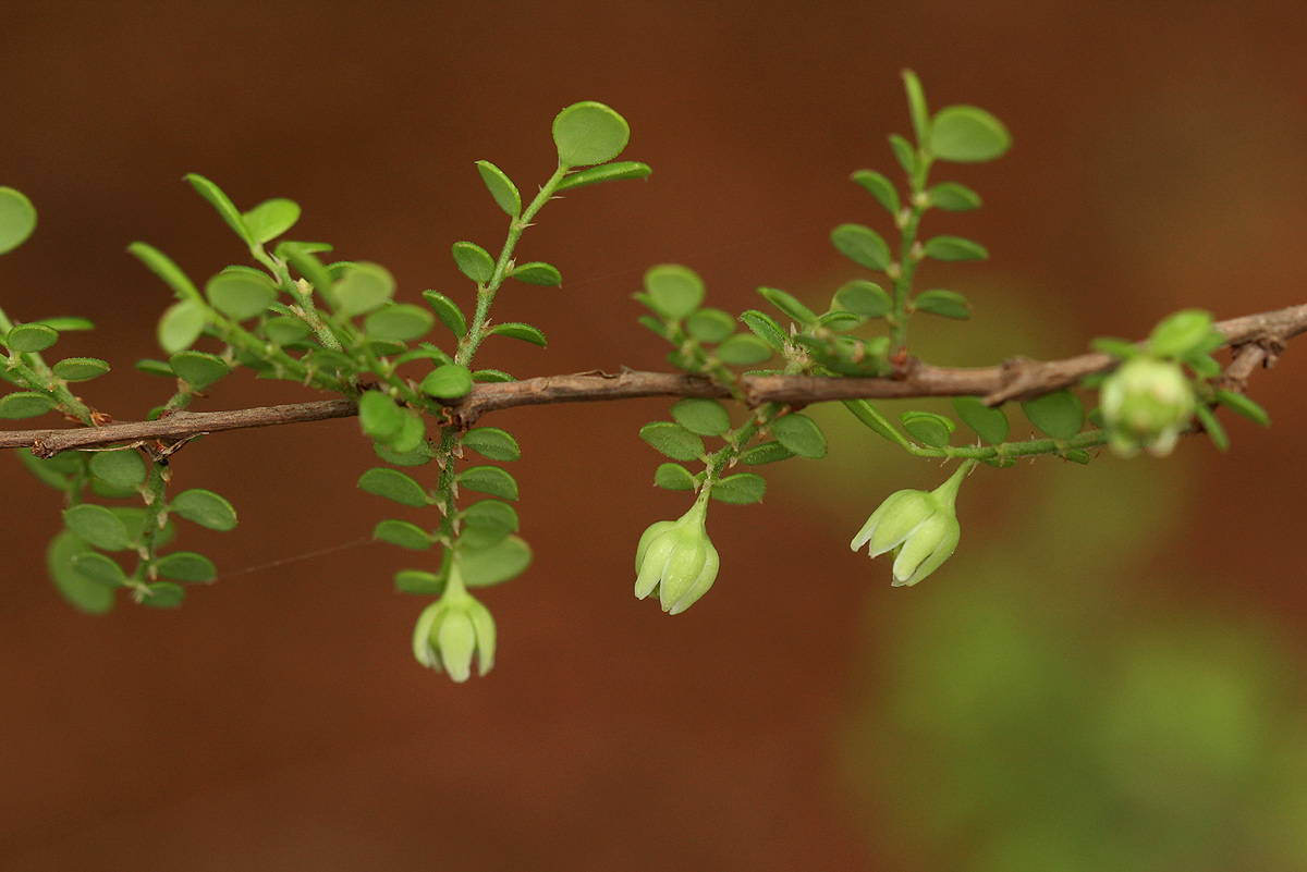 Phyllanthus macranthus var. macranthus