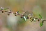 Phyllanthus maderaspatensis