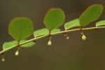 Phyllanthus myrtaceus