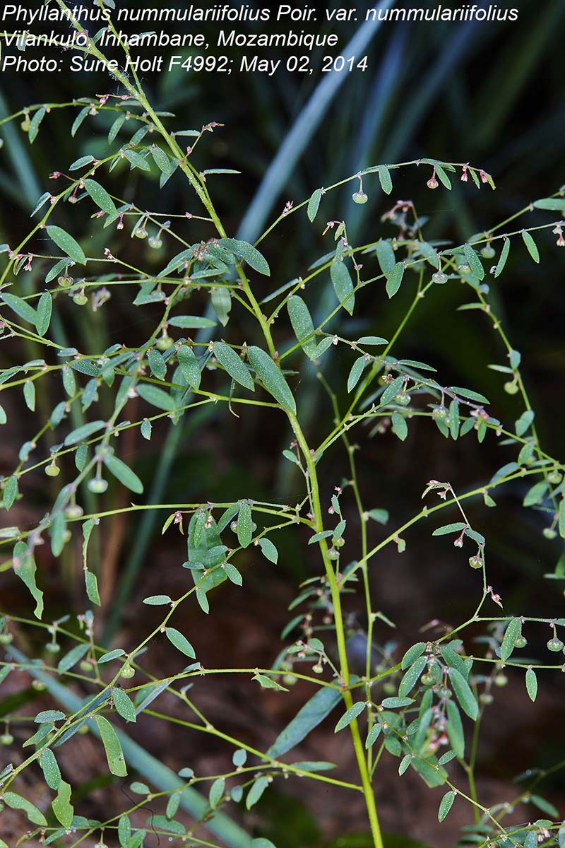 Phyllanthus nummulariifolius var. nummulariifolius