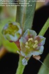 Phyllanthus nummulariifolius var. nummulariifolius