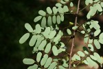 Phyllanthus ovalifolius