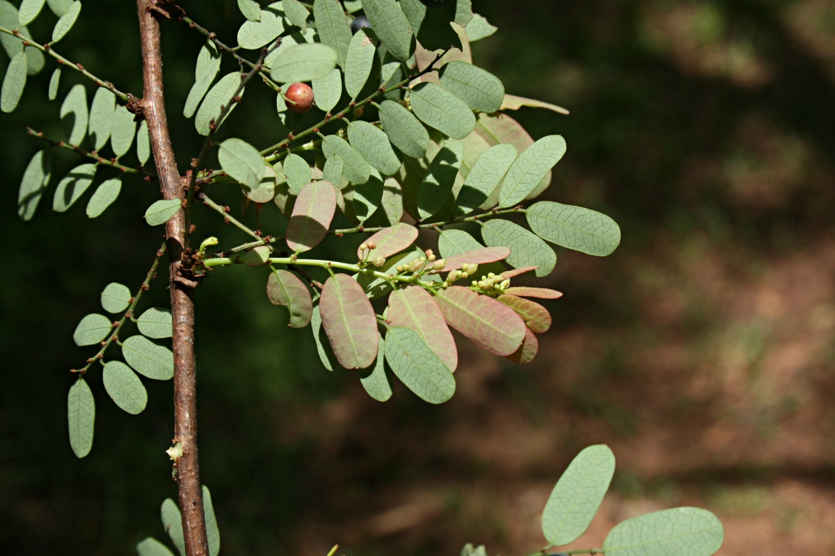 Phyllanthus ovalifolius