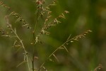 Phyllanthus pentandrus