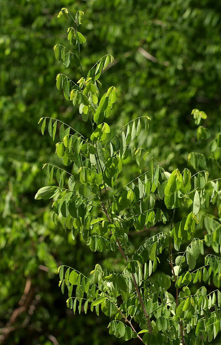 Phyllanthus pinnatus