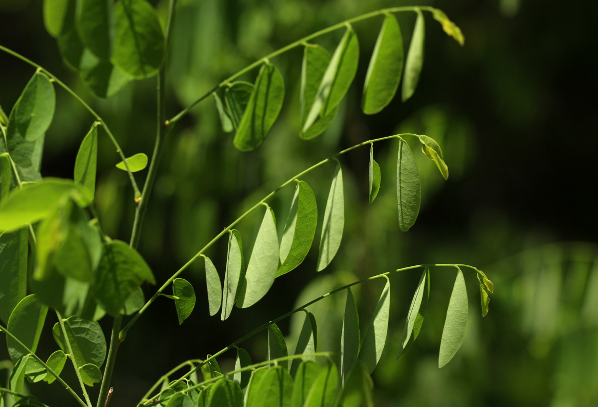 Phyllanthus pinnatus