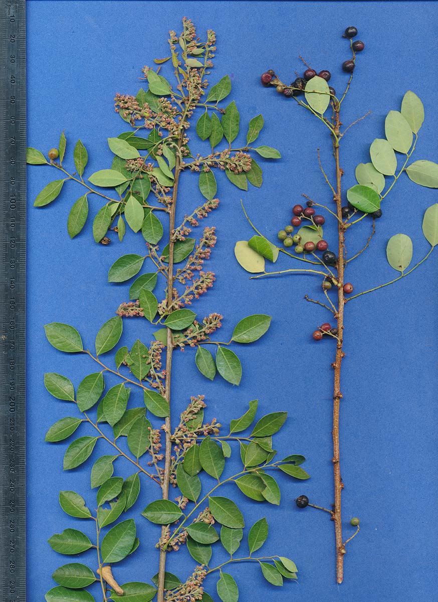 Phyllanthus reticulatus var. reticulatus