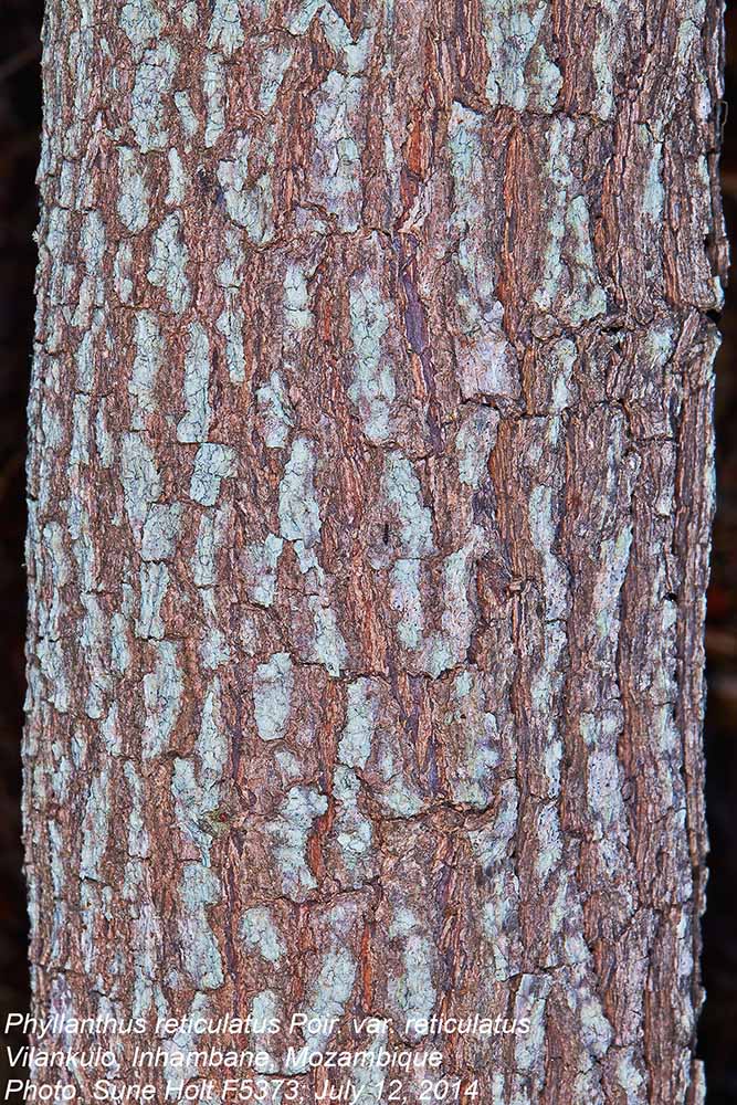 Phyllanthus reticulatus var. reticulatus