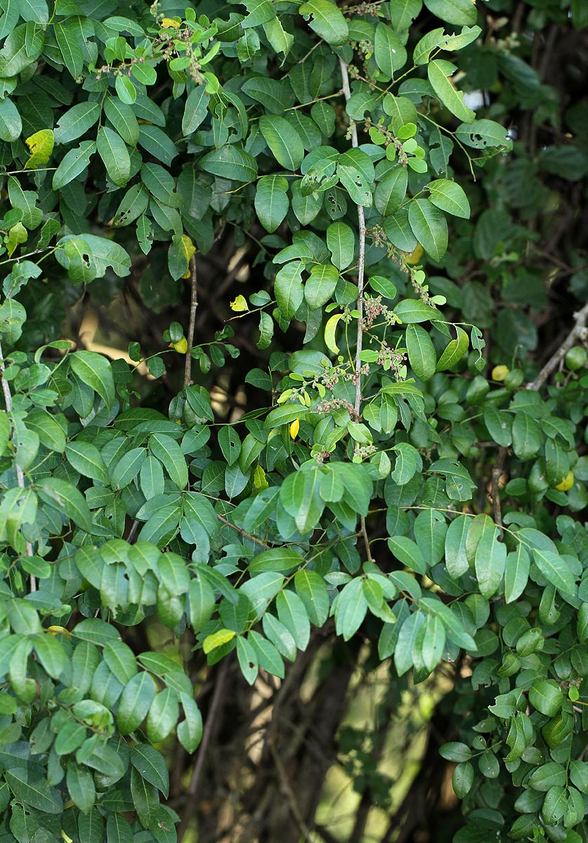 Phyllanthus reticulatus var. reticulatus