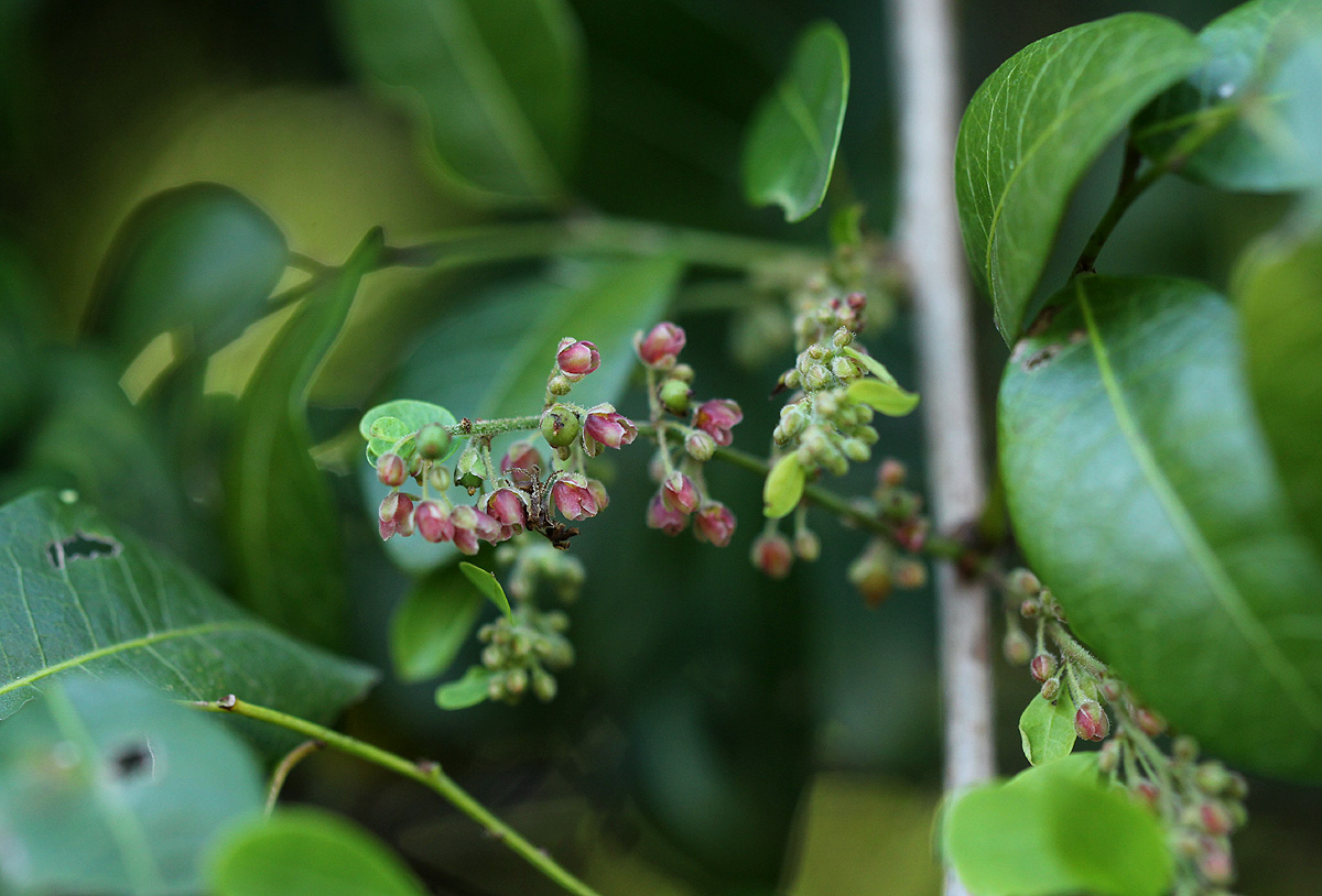 Phyllanthus reticulatus var. reticulatus